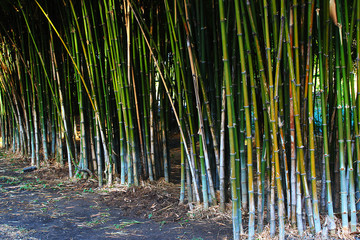 Many bamboo trees that are planted in the park