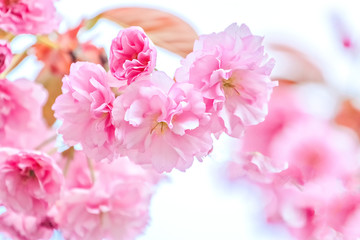 Naklejka na ściany i meble Beautiful pink Sakura Prunus serrulata cherry blossom. Spring background.
