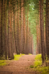 Obraz premium Droga w lesie 