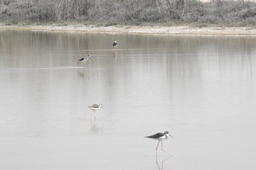 Black winged stilt bird in Al wathba wetland reserve area Abu Dhabi,Day time photography in feb 2020.