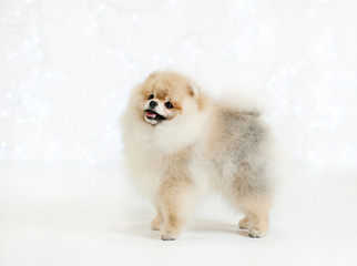 Cute puppy Spitz toy Pomeranian