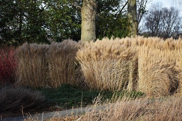 Ornamental plant of Miscanthus Sinensis Malepartus or Chinese silver grass, in the garden. 