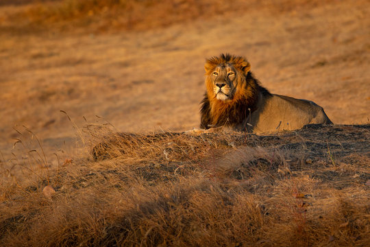The King