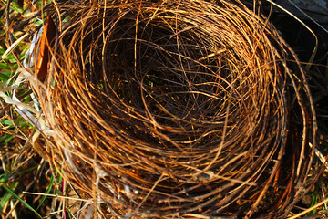 The bird's nest is made from dry twigs