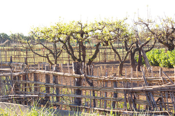 Rod fences, farmland separators