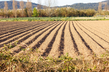 Fields worked and freshly sown for summer harvest