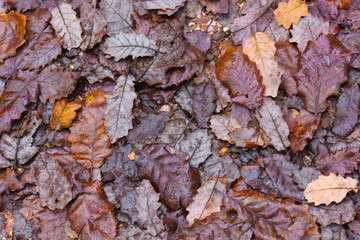 fallen leaves on the floor in autumn