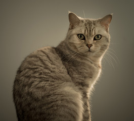 studio portrait of british cat