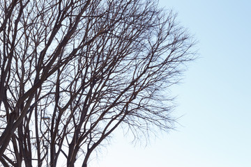 Fototapeta na wymiar Branches of a tree in late winter