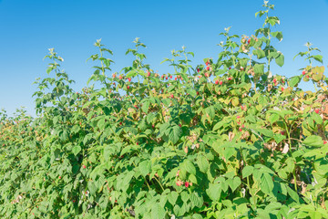 Bounty ripen raspberries bush with clear blue sky in Washington, USA