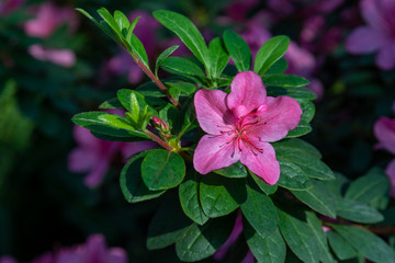 Azaleas tropical flower.