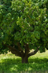 A large mango tree (Mangifera indica) in grassland farm, Central Kenya
