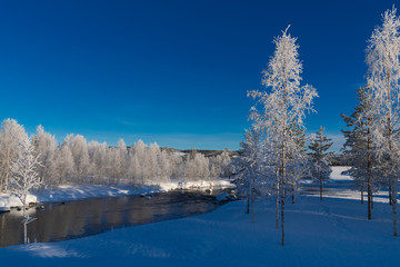 Snow covered tree in winter nature scene.