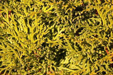   closeup needles and branches of green thuja. coniferous. Floral background. Floral texture. space for text