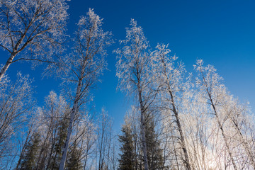 Snow covered tree in winter nature scene.