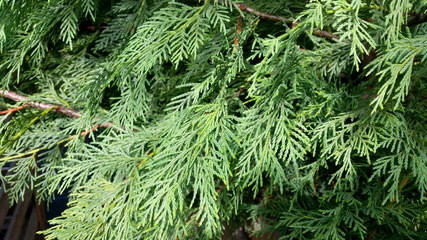 Cupressocyparis leylandii