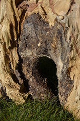hollow in the trunk of an old tree. dilapidated tree