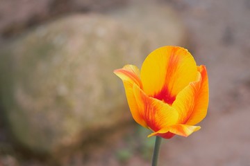 kielich tulipana tło
