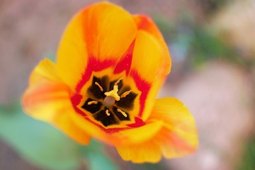 kielich tulipanu