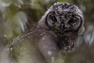 Spotted Eagle-owl at Kirstenbosch National Botanical Garden, South Africa