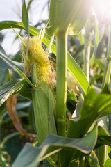 Ripe corn cob on the plantation. Agronomy and crop production .