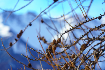 dettaglio del ramo di un albero tra le montagne innevate