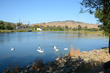 VALLEJO, CALIFORNIA, USA - AUGUST 13, 2019: Ducks and swans in Lake Chabot in Dan Foley Park
