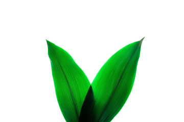 Fototapeta na wymiar Rabbit ears made of natural green tropical textured leaves on white background. Easter concept.