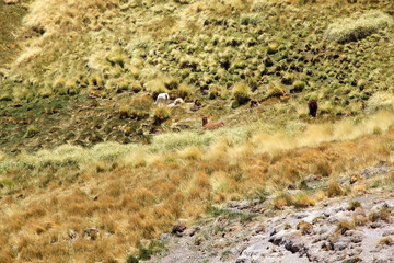Alpacas near the Geyser of Botijuela at the Antofalla volcanic zone at the Puna de Atacama, Argentina