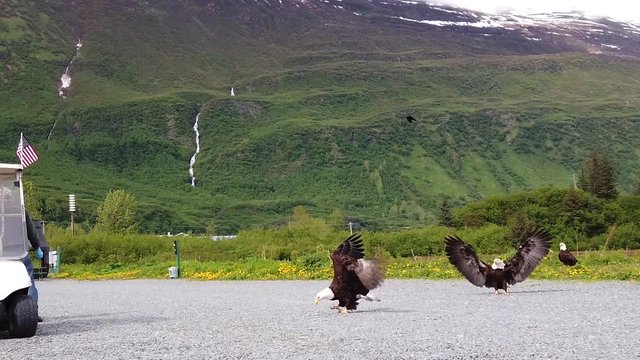 Multiple wild bald eagles land on road and wait to be fed by local biologist
