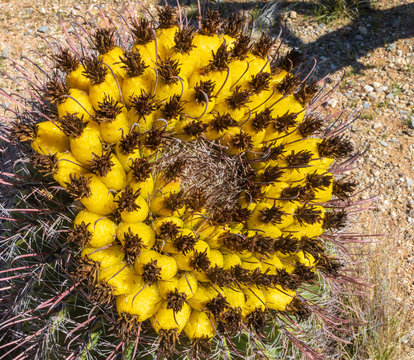 Fishhook Barrel Cactus With Yellow Fruit