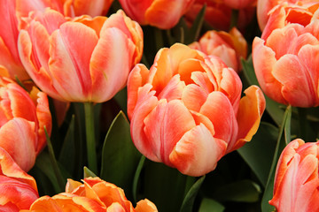 Red tulips. First spring flower blossom, close up