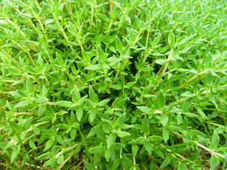 Fresh green thyme plant growing in a herb garden. Breckland Thyme, Thymus serpyllum, Thymus vulgaris, Common Thyme, Whole thyme. Selective focus, closeup, still life.