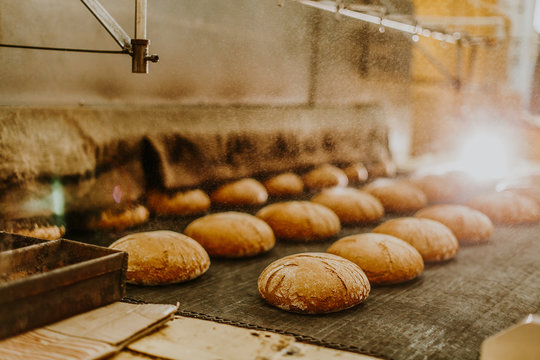 Fresh buns from the oven. Conveyor with bread. Baking bread. Workshop for production of bread. White bread in the oven. Hot buns. Confectionery