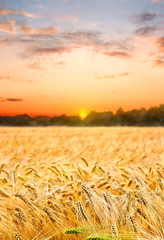 Naklejka premium Field barley in period harvest on background sunset evening