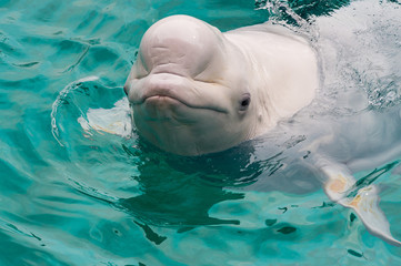 dolphin swim