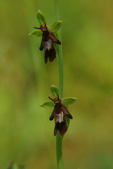fliegenragwurz ophrys insectifera