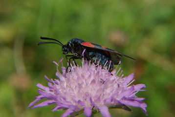blutströpfchen zygaena filipendulae