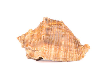 Sea shell isolated on a white background.