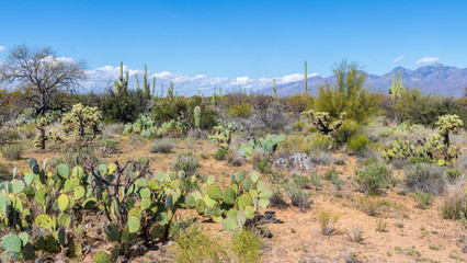 Prickly pear and cholla cacti in the Saguaro National Park desert