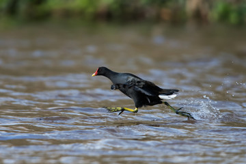 Common Moorhen on the water. Her Latin name is Gallinula chloropus.