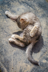 Grey tabby kitten outdoors