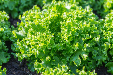 Closeup green lettuce from the vegetable garden, morning outdoor day light, healthy fresh lettuce, organic farming