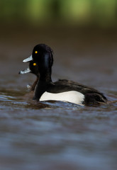 Pair of Tufted Duck. Their Latin name is Aythya fuligula.