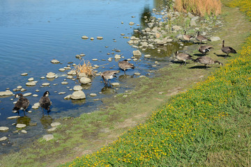 VALLEJO, CALIFORNIA, USA - AUGUST 13, 2019: Ducks and swans in Lake Chabot in Dan Foley Park