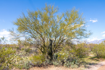 Mesquite 