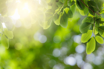 Fototapeta na wymiar Natural green leaves on bokeh and sun light with copy space. Beautiful green nature background. Safe world and ecology concept.