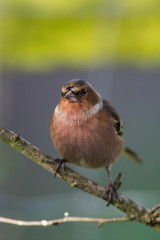 Male of Common Chaffinch in winter. His Latin name is Fringilla coelebs.