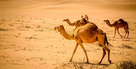 a caravan of camels making their way through the desert, naturally and instinctually navigating through the dunes 