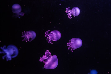 Many cannonball jellyfishes in the dark water.